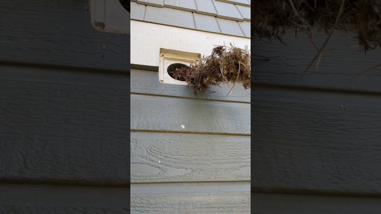 Bird nest extraction in dryer vent! 