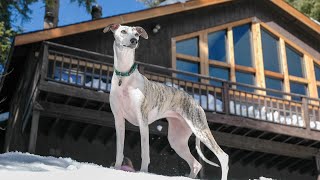 The Incredible Speed of the Whippet and Greyhound: A SidebySide Comparison