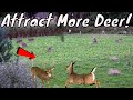 Best Way On How To Attract More Deer To Any Size PROPERTY!