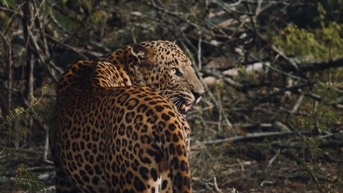 Eshagimni yala video