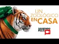 UN ZOOLÓGICO EN CASA  | RESUMEN EN 8 MINUTOS