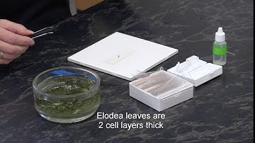 Episode 1: Elodea wet mount