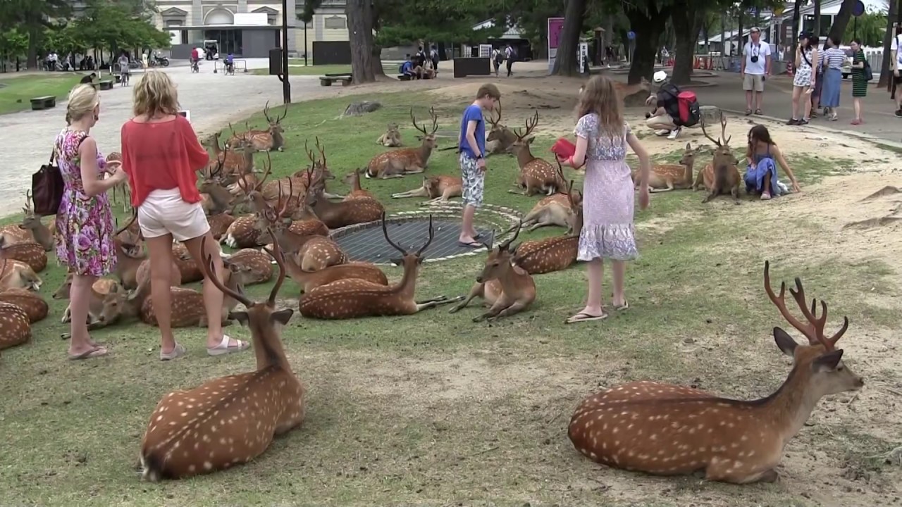 奈良公園 Nara Park in Japan
