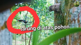 MIKAT AYAM HUTAN HIJAU DI LOMBOK || SERU bgt TAHAN K3NTUT TAHAN TAWA || TRIZEN