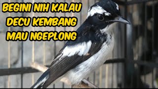 Decu kembang saat mau ngeplong