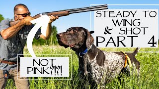 Hunting Dog Training  Steady To Wing and Shot  Step 4