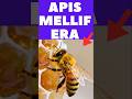 Apis Mellifera Explained 🐝 | Subspecies in Ethiopia and Adaptation !