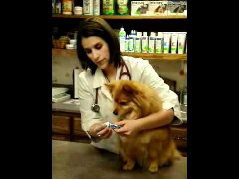 Brushing your pet's teeth