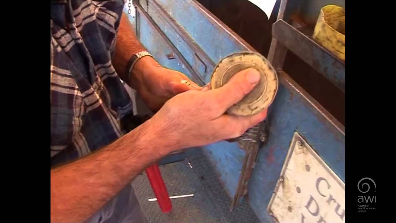 AWI Crutching - Crutching Trailer - Setting Up the Stand Trailer