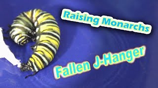 Raising Monarchs  Fallen JHanger (Help The Monarch Butterfly)