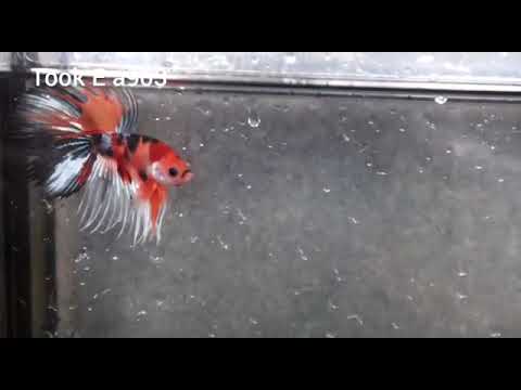 Video (TOOK-903) Nemo Copper Galaxy Crown Tail Male Betta - youtube