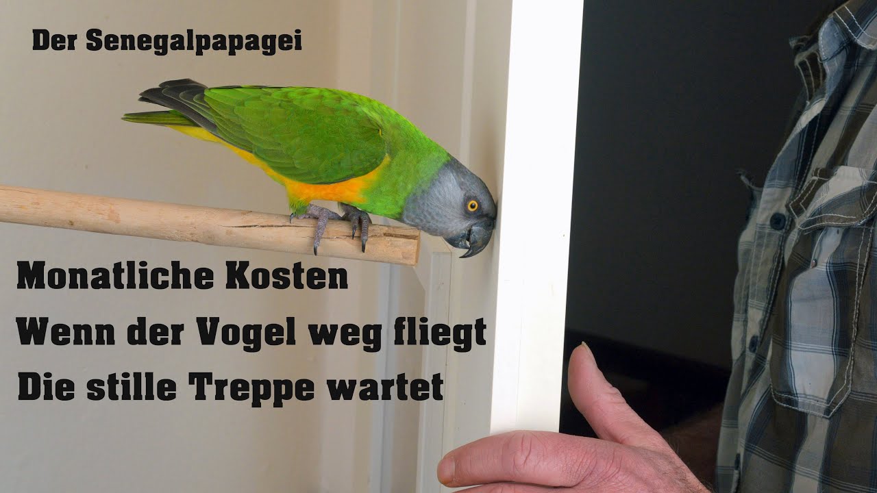 Wieviel kostet ein Senegalpapagei als Haustier ? Wo kommt er her ?
