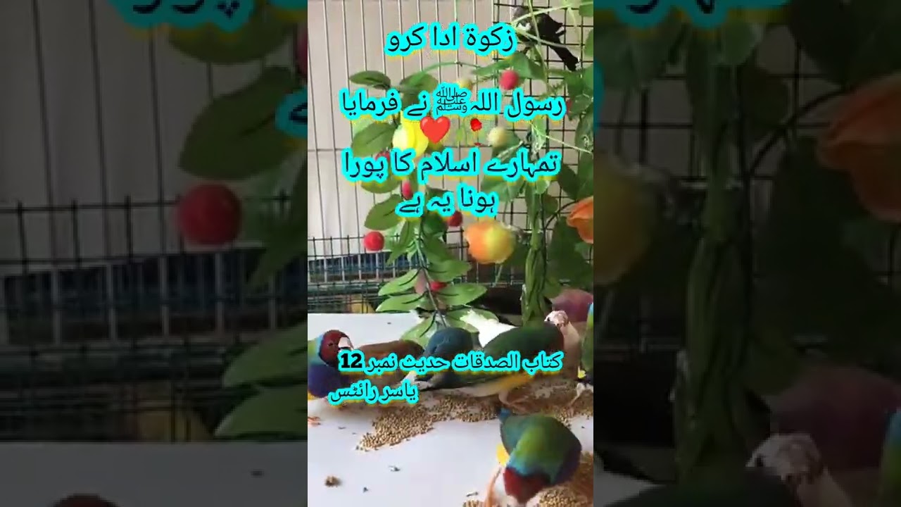 #shorts hadees / hadees e pak / hadees e kisa / hadith / status / Islamic hadees / hadees mubarak