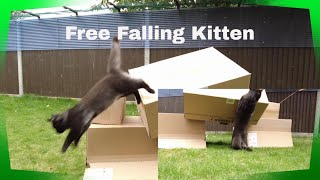 Watch Out - Free Falling Kitten Alert! by Adventures of Luna and Marley 37 views 2 years ago 2 minutes, 1 second