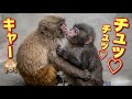 【パンチくん🐵】チュッ💋いっぱい遊んだ後に突然のキス（笑）やるね〜！