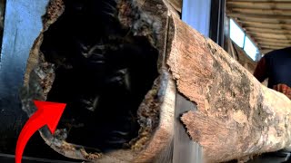 The discovery of animal snake shocked the man at sawmill