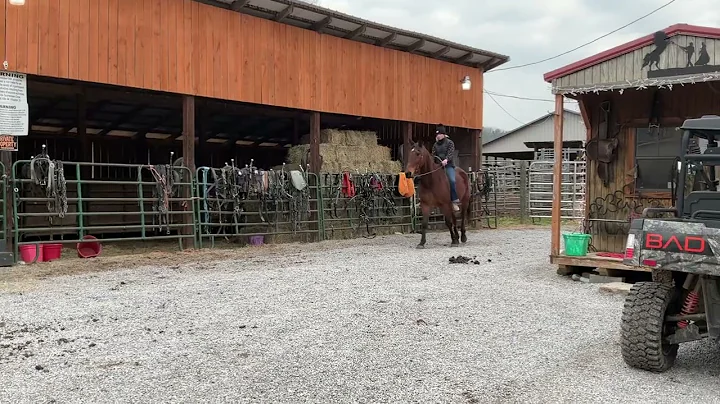 Sold 6639- bay standardbred gelding 15yr old 15.3h $875 +40 coggins Deadline 12/19/25