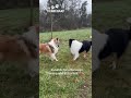 DeinTierbedarf.com – Hochwertiger Tierbedarf mit Liebe für Hunde