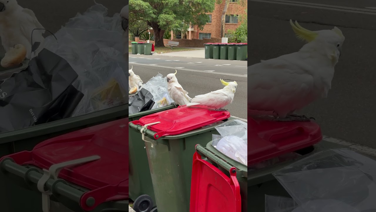 Set and Forget Bin Lid Control