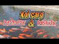 Koi Carp: The Magic Of Nature and Man!