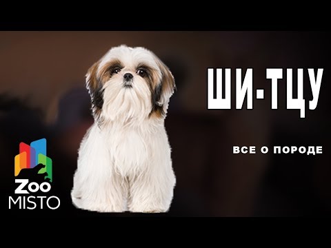 Видео: Шелковистый терьер