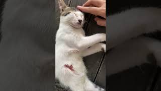 Bocile Kittens Are Very Strong