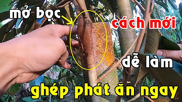 Thử phát ăn ngay! Phương pháp ghép áp cành cải tiến trên cây sầu riêng (áp dụng hay với bonsai)