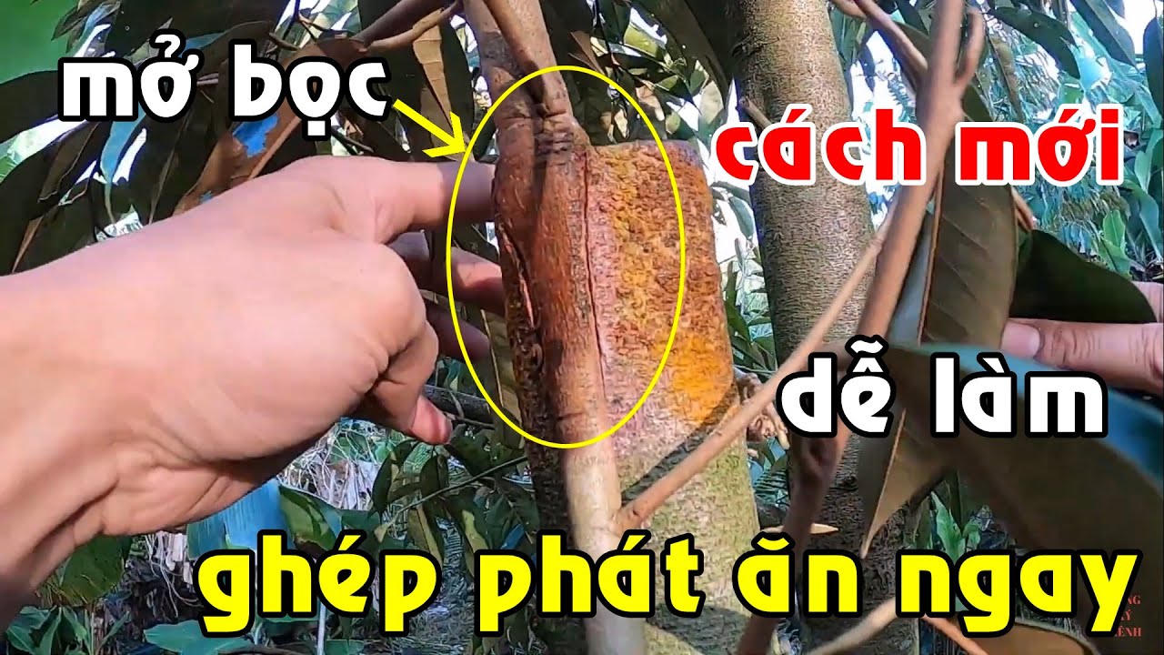 Thử phát ăn ngay! Phương pháp ghép áp cành cải tiến trên cây sầu riêng (áp dụng hay với bonsai)