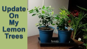 Update On Growing Lemon Trees From A Seed