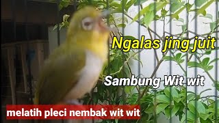 Download lagu Pleci Ngalas Standar Jingjuit Sambung Wit Wit | Melatih Pleci Ngalas Standart Ji mp3