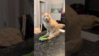 My paralyzed cat can’t jump on the counter… so I make  #Catsoftiktok #RescueCat #PetLove