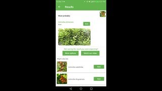 PlantSnap identifies a Kiwi (Actinidia chinensis) screenshot 3