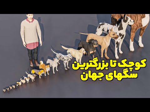 تصویری: کوچکترین حیوان جهان چیست؟