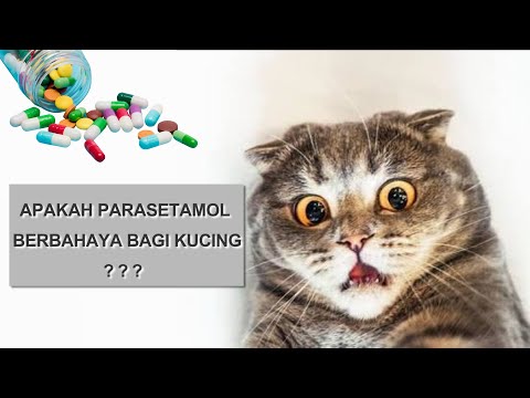 Video: Imunofan Untuk Kucing: Arahan Penggunaan, Pencegahan Dan Rawatan Dengan Ubat, Kontraindikasi, Harga, Ulasan, Analog