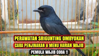 CARA MERAWAT SRIGUNTING HITAM OMBYOKAN UNTUK PEMULA !!!
