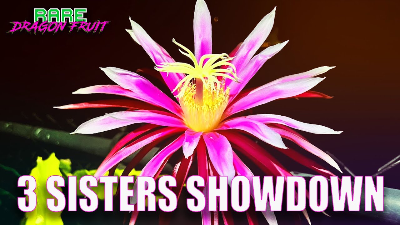 DRAGON FRUIT 3 SISTERS SHOWDOWN / Kathie Van Arun VS. Connie_Mayer VS Bruni
