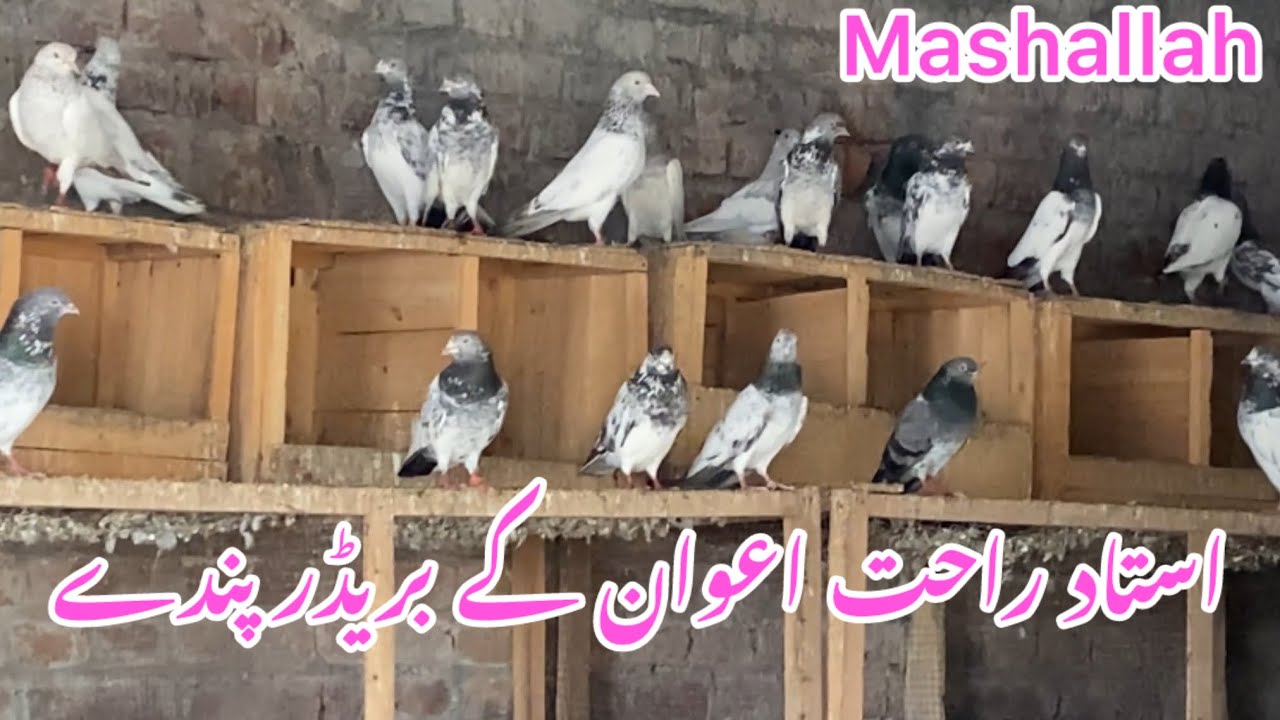 استاد راحت اعوان کے بریڈر کبوتروں کا شوق کریں#pigeon #lovers 