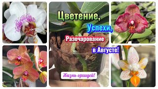 видео: Цветущая красота в Августе🦋 Очарование и разочарование! Жизнь орхидей азиатов 1,7 #phalaenopsis #fyp картинка: Цветущая красота в Августе🦋 Очарование и разочарование! Жизнь орхидей азиатов 1,7 #phalaenopsis #fyp