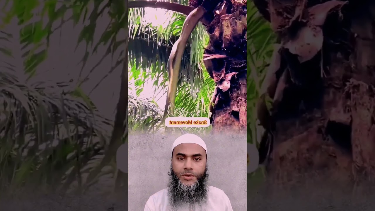 মালয়েশিয়ার পাম বাগানে ভয়ংকর সাপ  