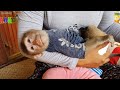 Angel Monkey Koko Lets Mom To Holding Him As Baby Human | How Cutest  Koko?