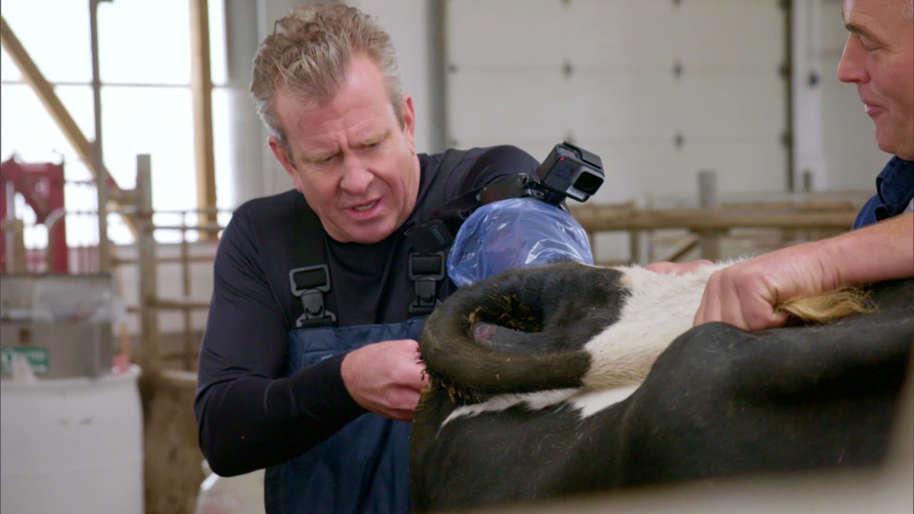 Handling Farm Animals