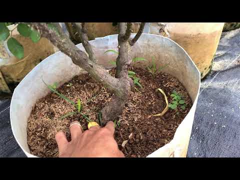 Video Có nên chọn mua cây hoa hồng gốc gép về trồng - youtube