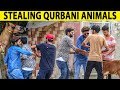 Qurbani Prank on Strangers - Bakra Eid Special - Lahori PrankStar