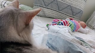 Cats and the Newborn Baby by Purrsome Brothers 1,451 views 3 years ago 3 minutes, 4 seconds