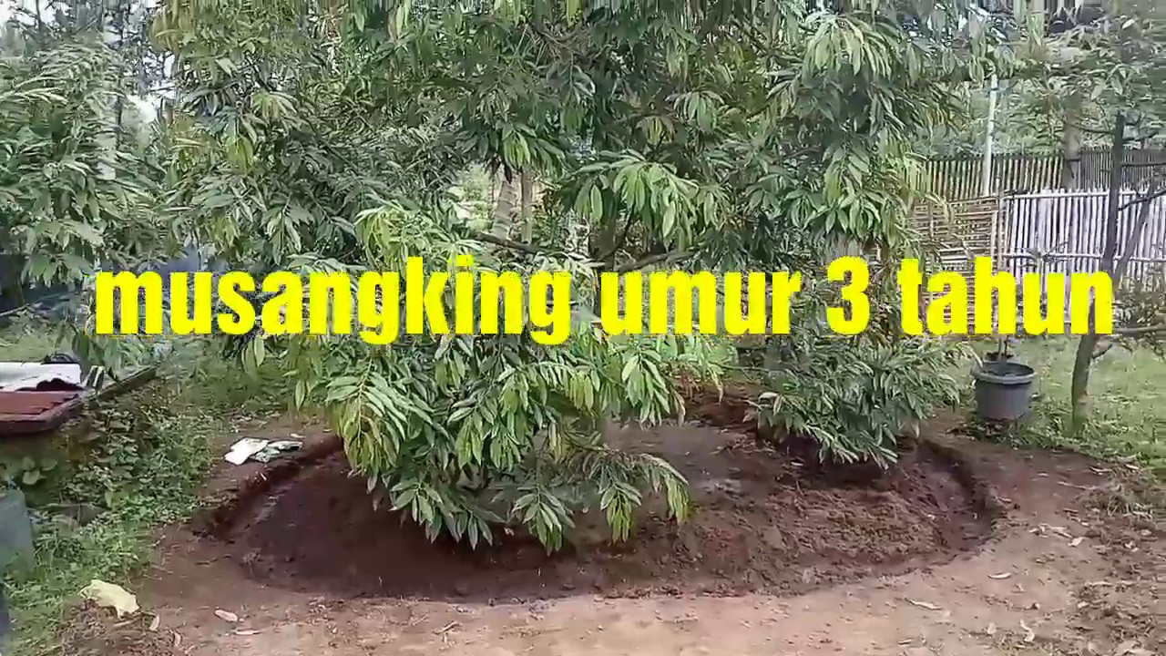 Pohon durian MUSANG KING umur 3 tahun YouTube