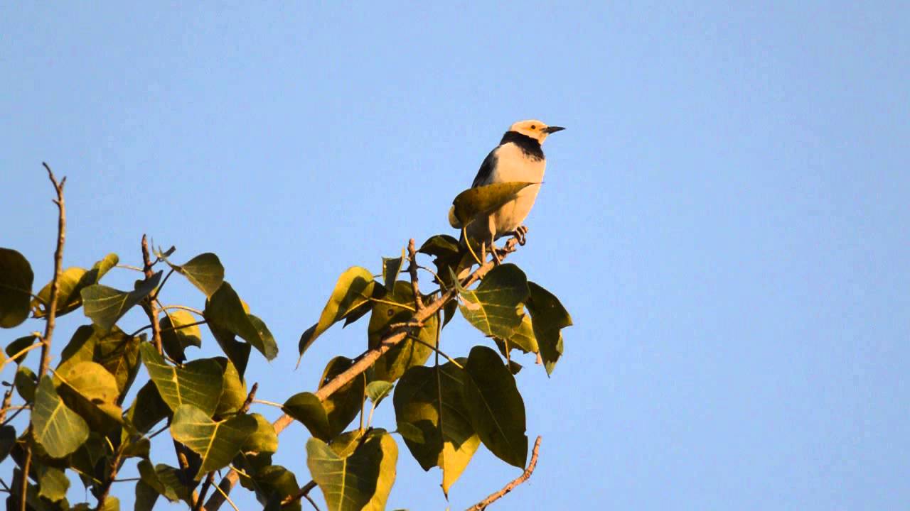 black-collared starling (Gracupica nigricollis) 