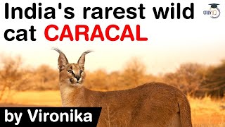 India's rarest wild cat CARACAL  Conservation efforts for Caracal in India explained #UPSC #IAS