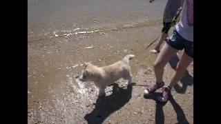 8 Week Old Siberian Husky Hits The Beach For The 1st Time - Yoda's Reaction PT.1 by TWINPOSSIBLE House of HUSKIES 29,223 views 7 years ago 4 minutes, 19 seconds