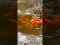 Koi Fish in Icy Pond 4K | Deep Relaxing Rain & Bird Sounds
