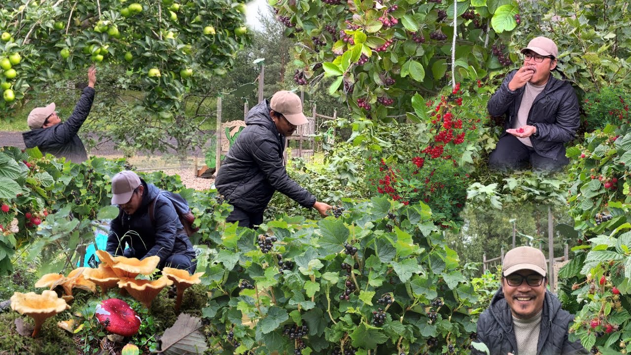 KABUTE NAGKALAT SA DAANAN NG GUBAT!!! ANG DAMING IBA'T-IBANG BERRIES AT MANSANAS! MUSHROOM FORAGING.